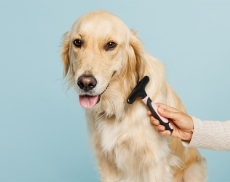 cura-pelo-cane-1-ufficiale