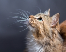 linguaggio-del-gatto