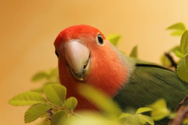 pappagalli-inseparabili