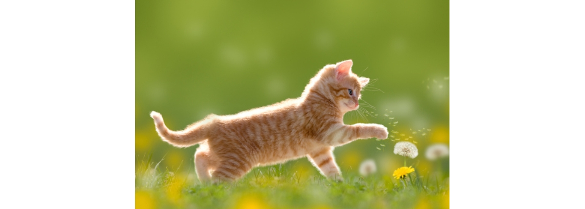parassita di cacca di gatto parassita di cacca di gatto