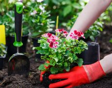 giardinaggio-quadrata