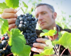 uva-e-vendemmia