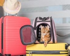gatto-in-vacanza