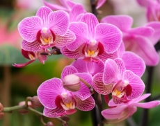 orchidee