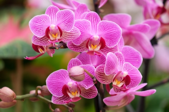 orchidee