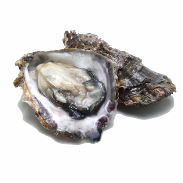 Ostriche Concave N 2