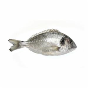 Orata 400/600 Allevato Albania