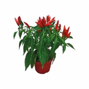 Peperoncino Piccante in Vaso