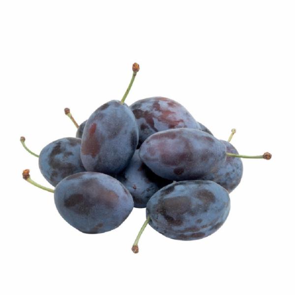 Susine Stanley Italia