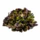 Insalata Lollo 200 G