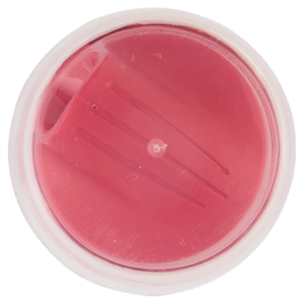 L'Oréal Paris Studio Line Glue in spray 9 200 ml