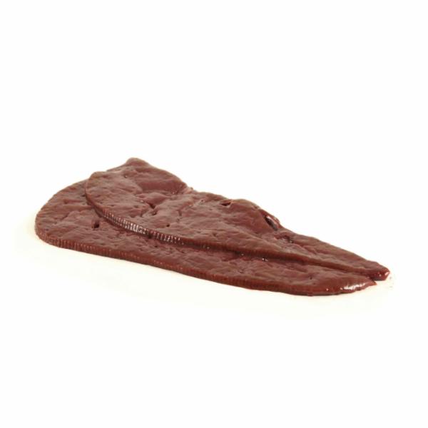 FEGATO BOVINO ADULTO