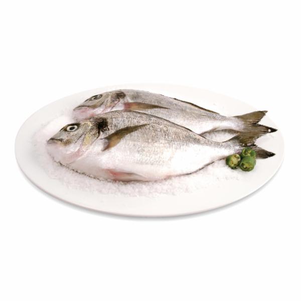 ORATA 300/600 ALLEVATO ITALIA