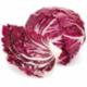 Radicchio Tondo