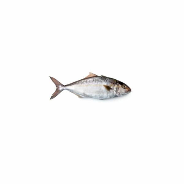 Ricciola 1/2 Estero