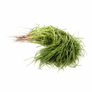 Lischi Agretti