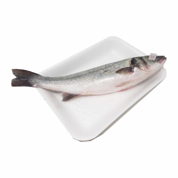 Cr Spigola 600/800 Allevamento Gargano