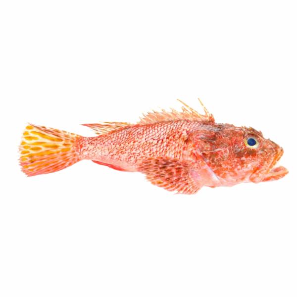 Scorfano