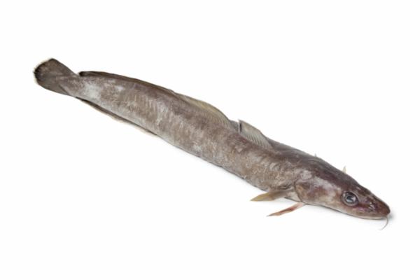 Filetto Molva Ling 700/1000 Kg