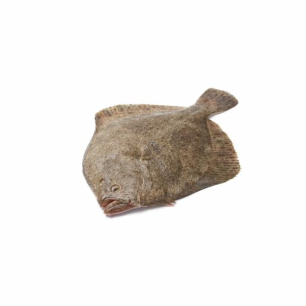 Rombo 600/1000 Estero