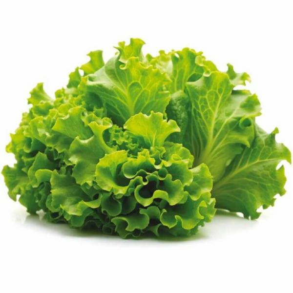 Insalata Gentile Verde