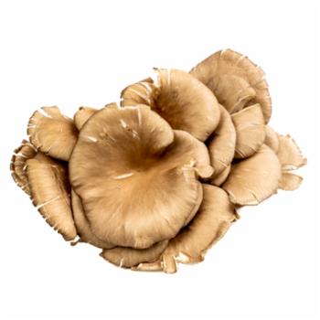 Funghi Pleos Ceppo