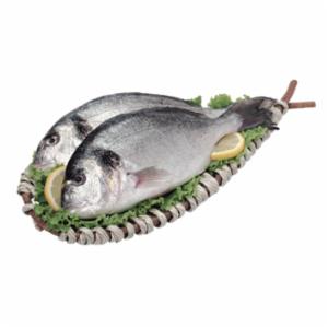 Orata 1000/1500 All.grecia