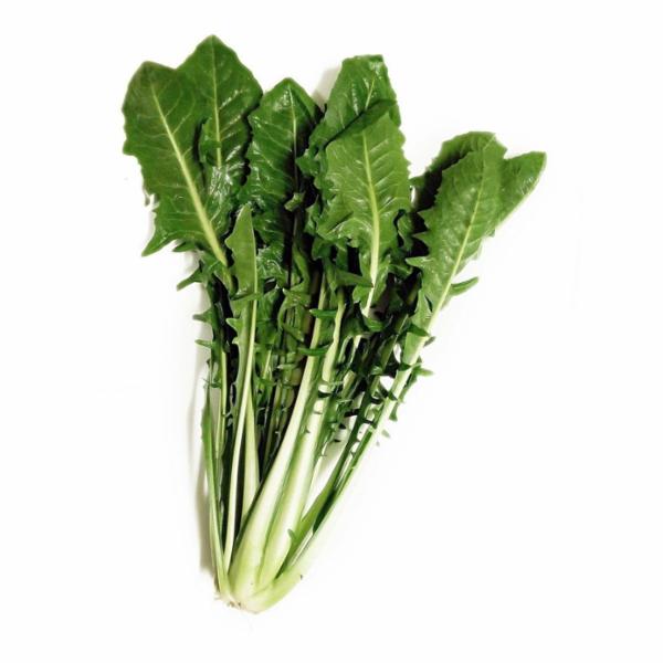 Cicoria Catalogna (senza Cima)