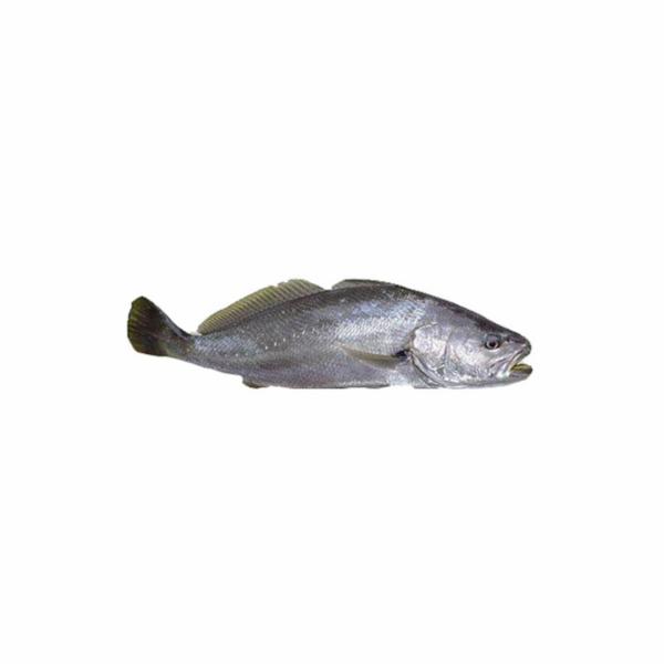 Ombrina 600/1200 Allevata Italia