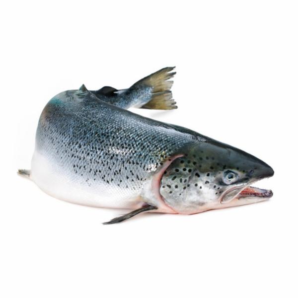 Salmone 3/4 Allevato Norvegia Qs