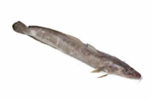 Filetto Molva Ling 700/1000 Kg