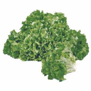 Lattuga Gentilina 250 g