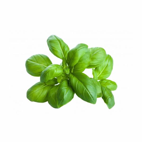 Basilico Busta Gr 50