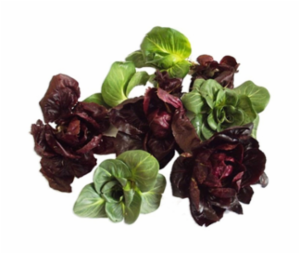 Cicorino Bicolore 300 g
