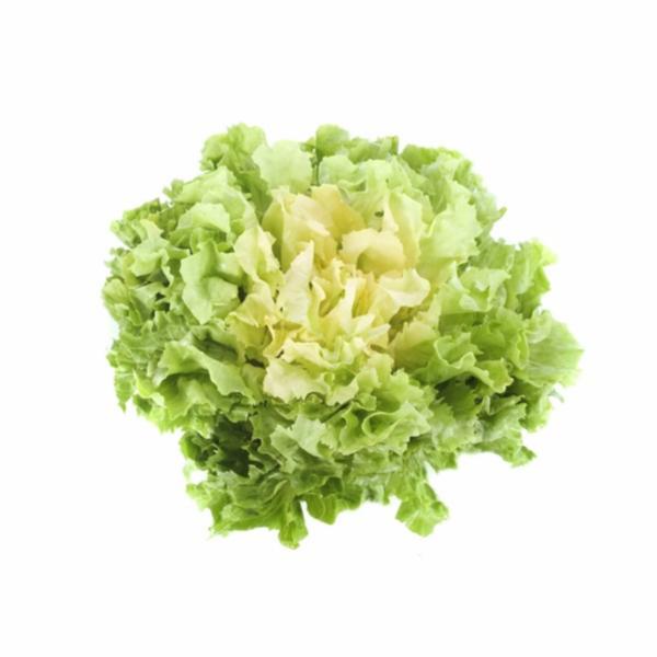 Scarola Liscia Al Kg