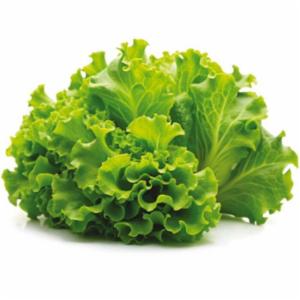 Insalata Gentile Verde