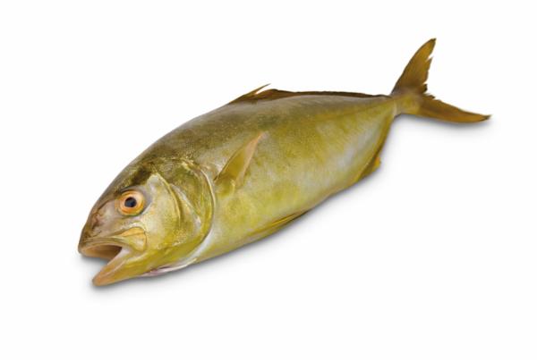 Ricciola