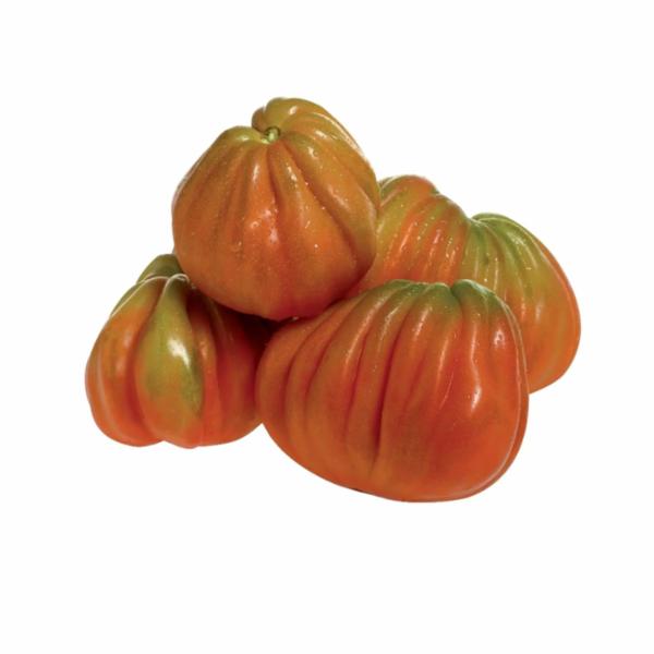 Pomodori Cuore di Bue Spagna