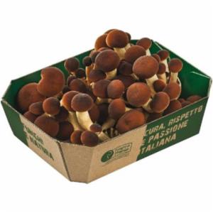 Funghi di Treviso Pioppino 200g
