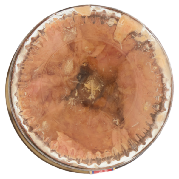 Asdomar Filetti di Tonno all'olio di oliva 130 g