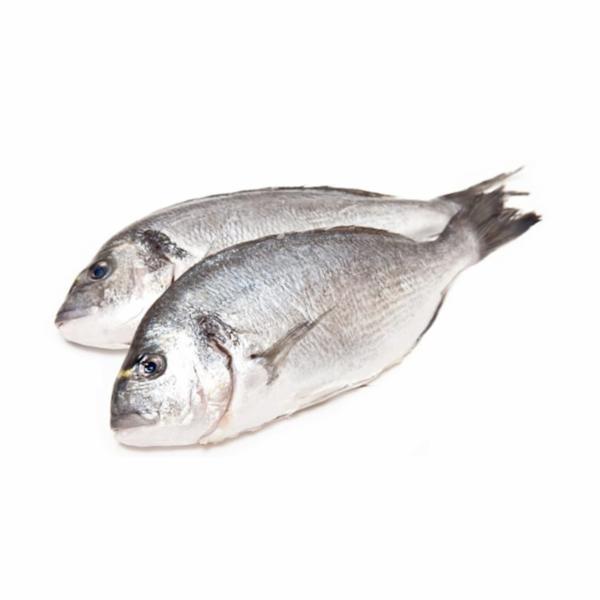 Orata 400/600 Allevata Orbetello