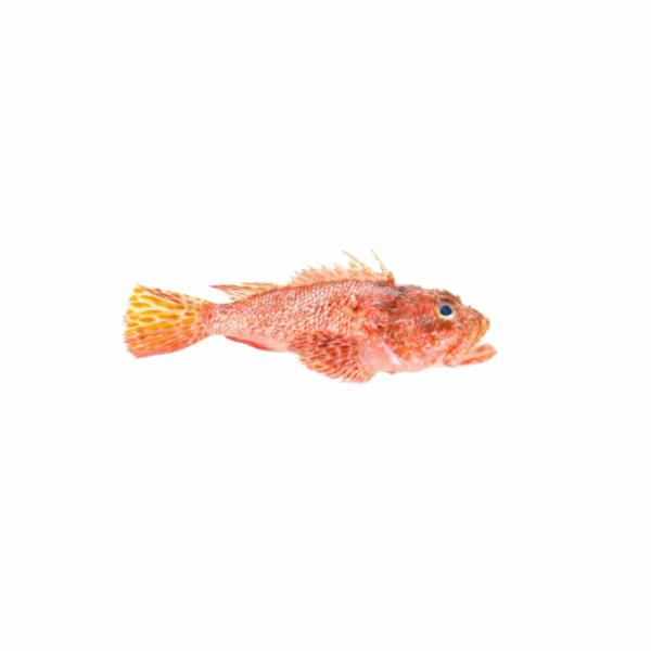 Scorfano