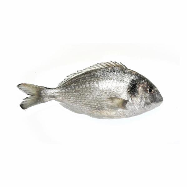 Orata 400/600 Allevato Albania