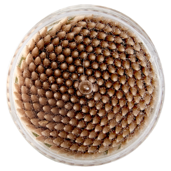 Consilia Stuzzicadenti Doppia Punta in Betulla Sterilizzati 250 pezzi