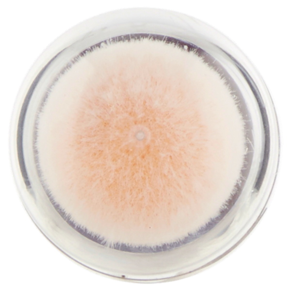 Maybelline New York Correttore Liquido Il Cancella Età, 121 Light Honey