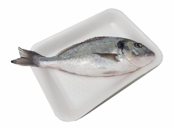 Cr Orata 600/800 All.gargano