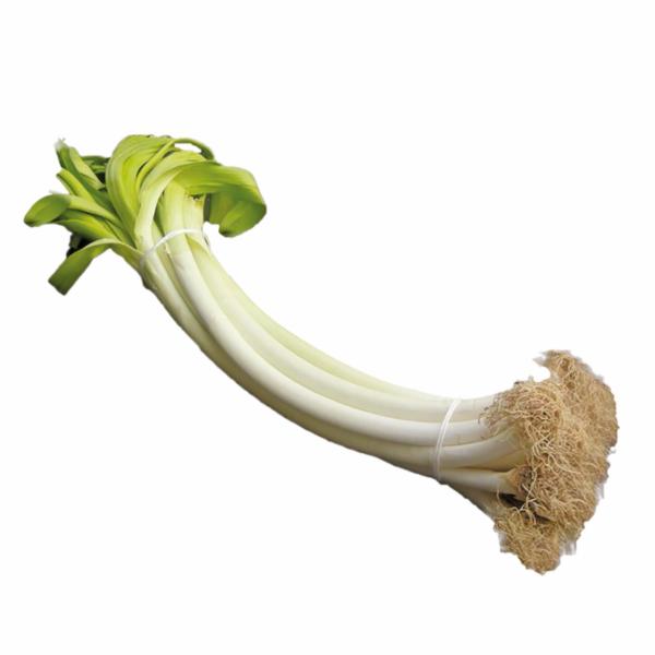 PORRI BIANCHI CARMAGNOLA PIEMONTE