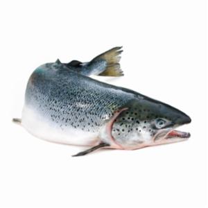 Salmone 1/2 Allevato Norvegia Qs