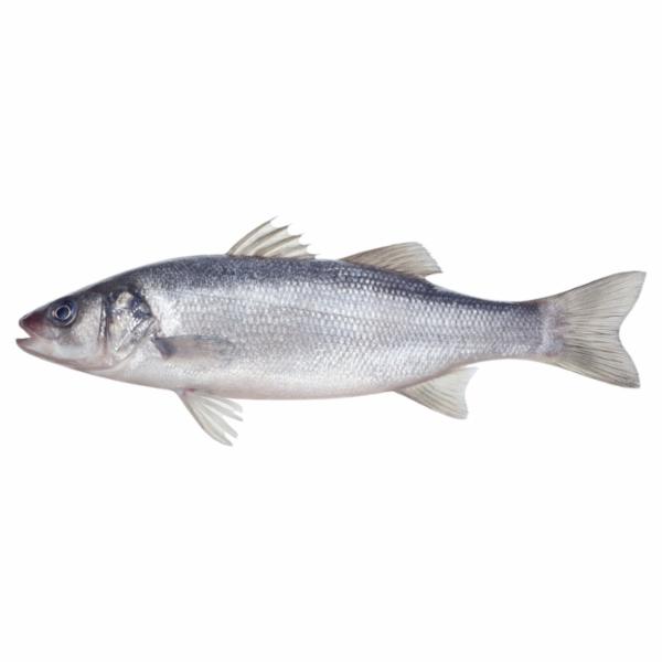 Spigola 300/600 Allevamento Croazia