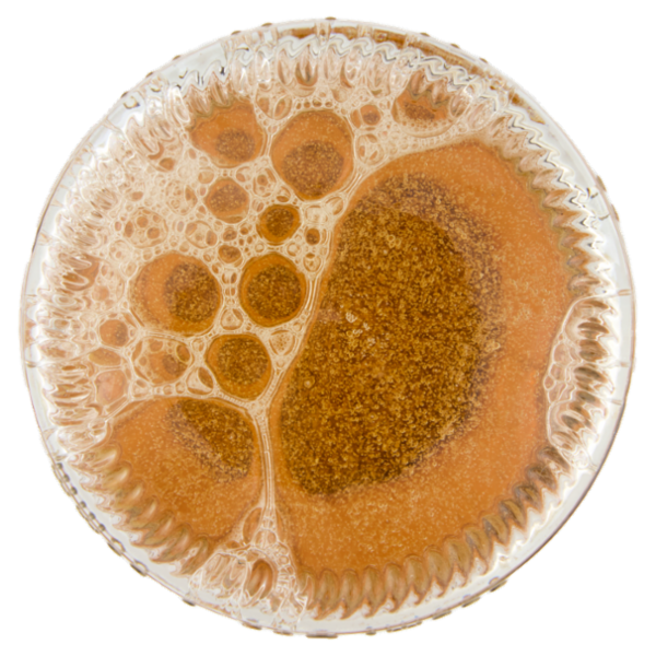 Corona Extra Birra lager internazionale bottiglia 50 cl